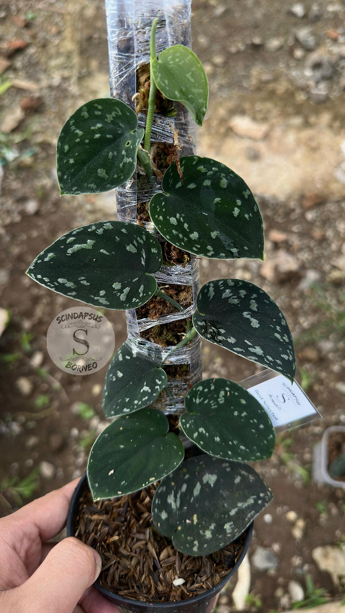 Scindapsus Silver Dark From Choice 3 - Best Selected