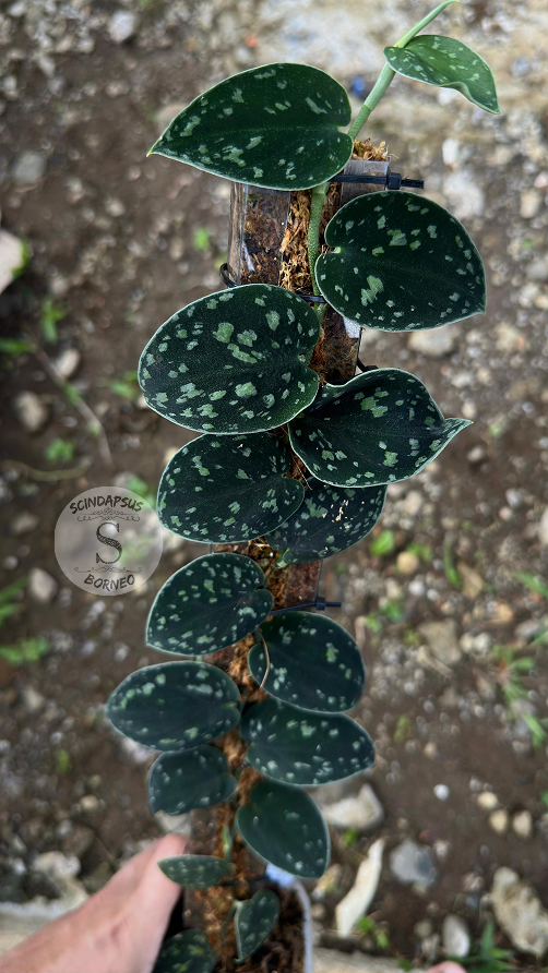 Scindapsus Silver Dark From Choice 2 - Best Selected