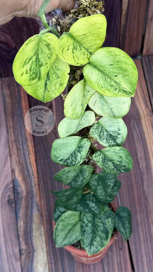 Scindapsus Silver Knight Aurea Mint - Best Selected - Scindapsus Borneo
