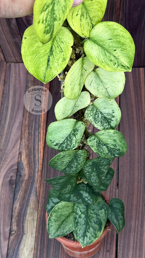 Scindapsus Silver Knight Aurea Mint - Best Selected - Scindapsus Borneo