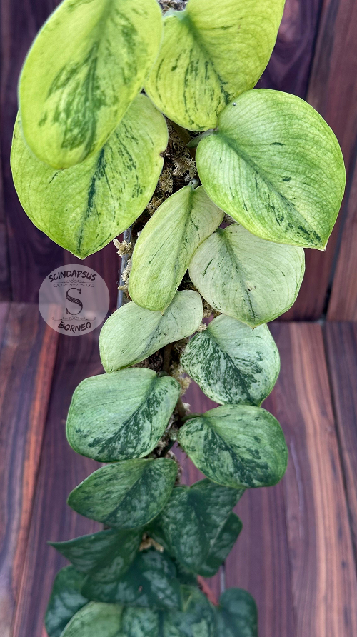 Scindapsus Silver Knight Aurea Mint - Best Selected - Scindapsus Borneo