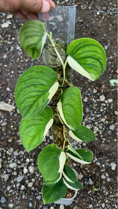 Scindapsus Silver Knight Jung Jung Buih - Best Selected