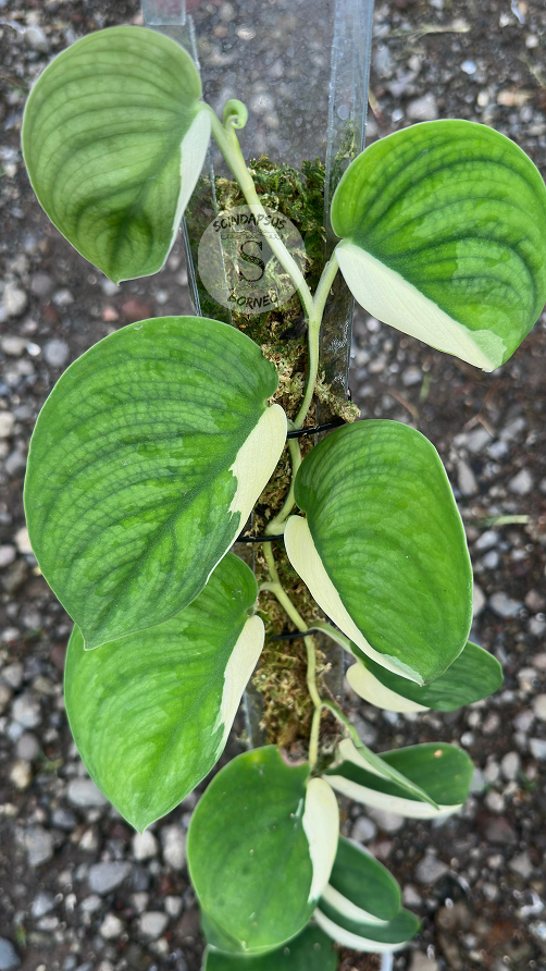 Scindapsus Silver Knight Jung Jung Buih - Best Selected