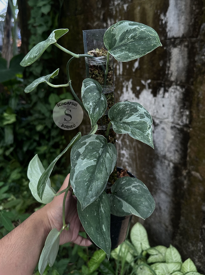 Scindapsus Silver Knight Line - Best Selected - Scindapsus Borneo