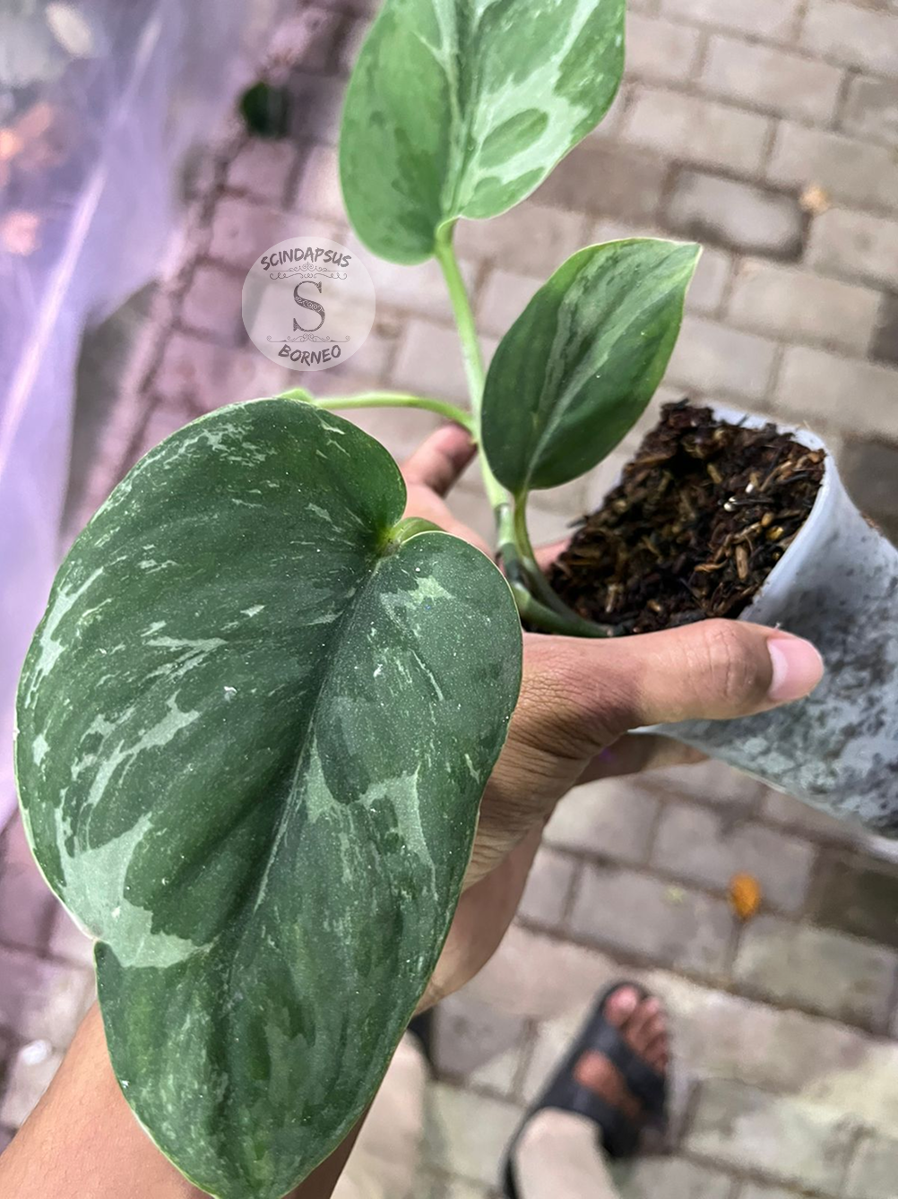Scindapsus Silver Knight Line Form - Scindapsus Borneo