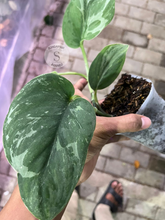 Scindapsus Silver Knight Line Form - Scindapsus Borneo