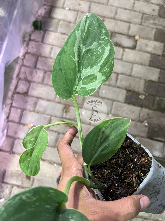 Scindapsus Silver Knight Line Form - Scindapsus Borneo