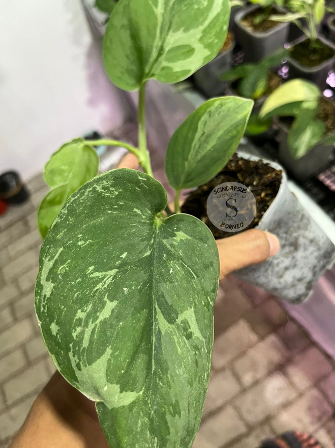 Scindapsus Silver Knight Line Form - Scindapsus Borneo