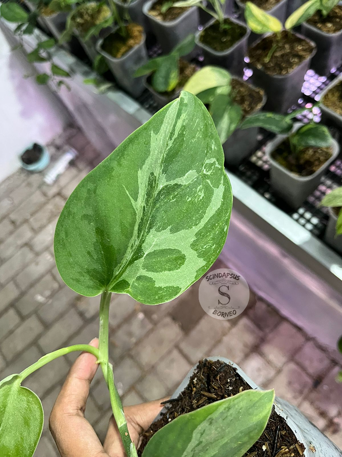 Scindapsus Silver Knight Line Form - Scindapsus Borneo