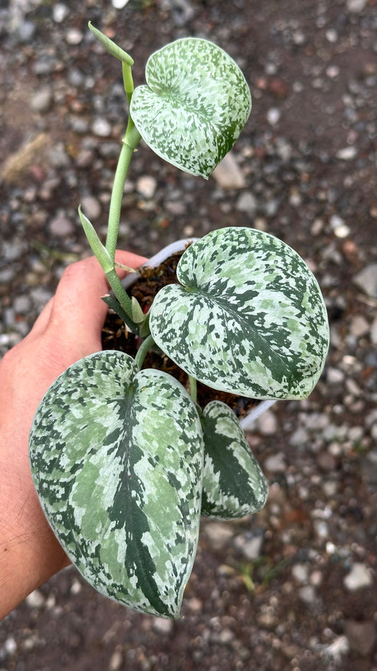 Scindapsus Tricolor Silver Platinum - Best Selected