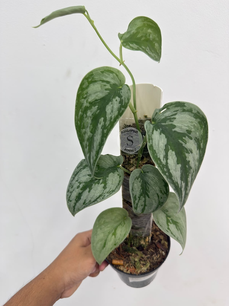 Scindapsus silver swann - Best Selected