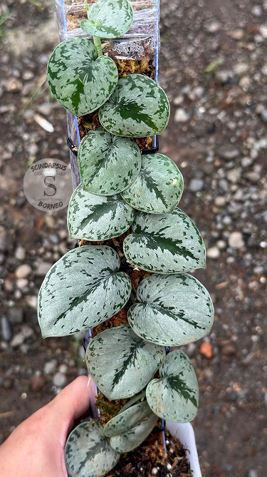 Scindapsus Silver Turtle - Best Selected