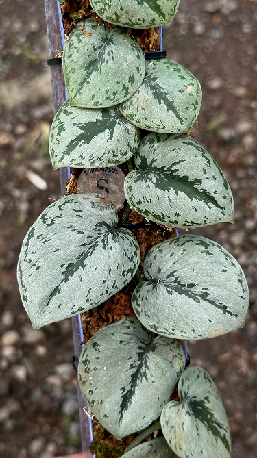 Scindapsus Silver Turtle - Best Selected