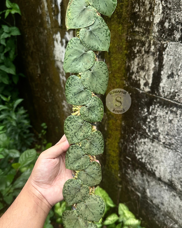 Scindapsus Silver Turtle