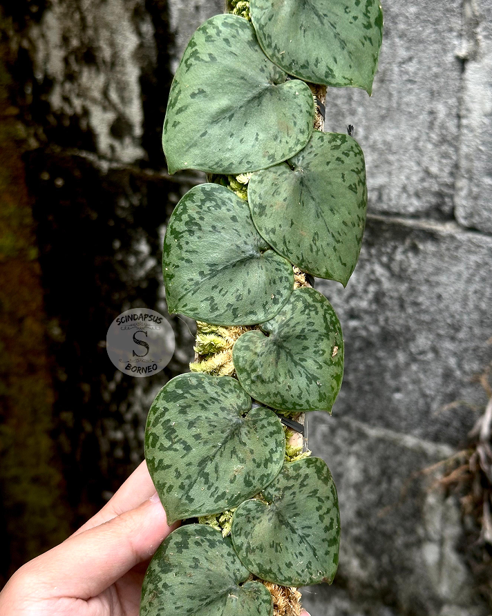 Scindapsus Silver Turtle - Scindapsus Borneo