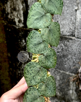 Scindapsus Silver Turtle - Scindapsus Borneo