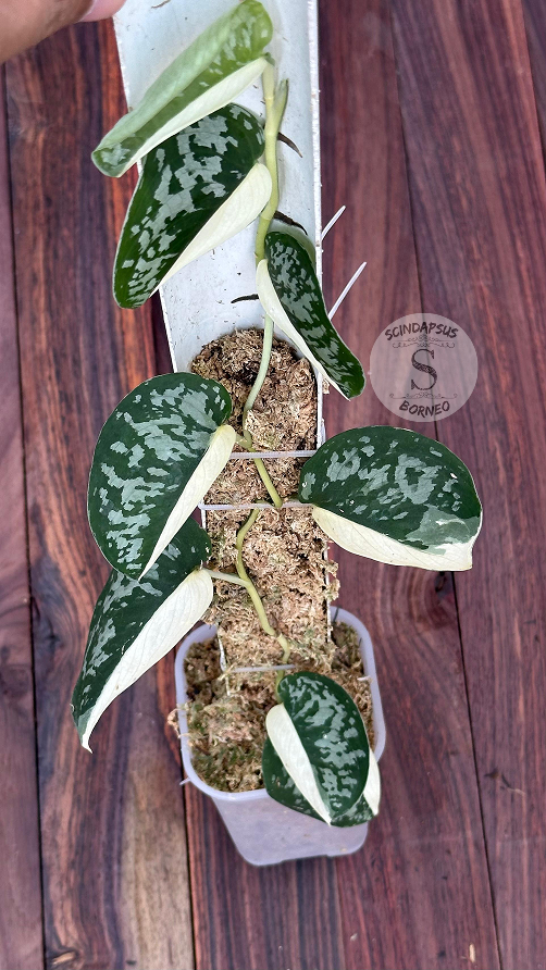 Scindapsus Simbara - Best Selected - Scindapsus Borneo