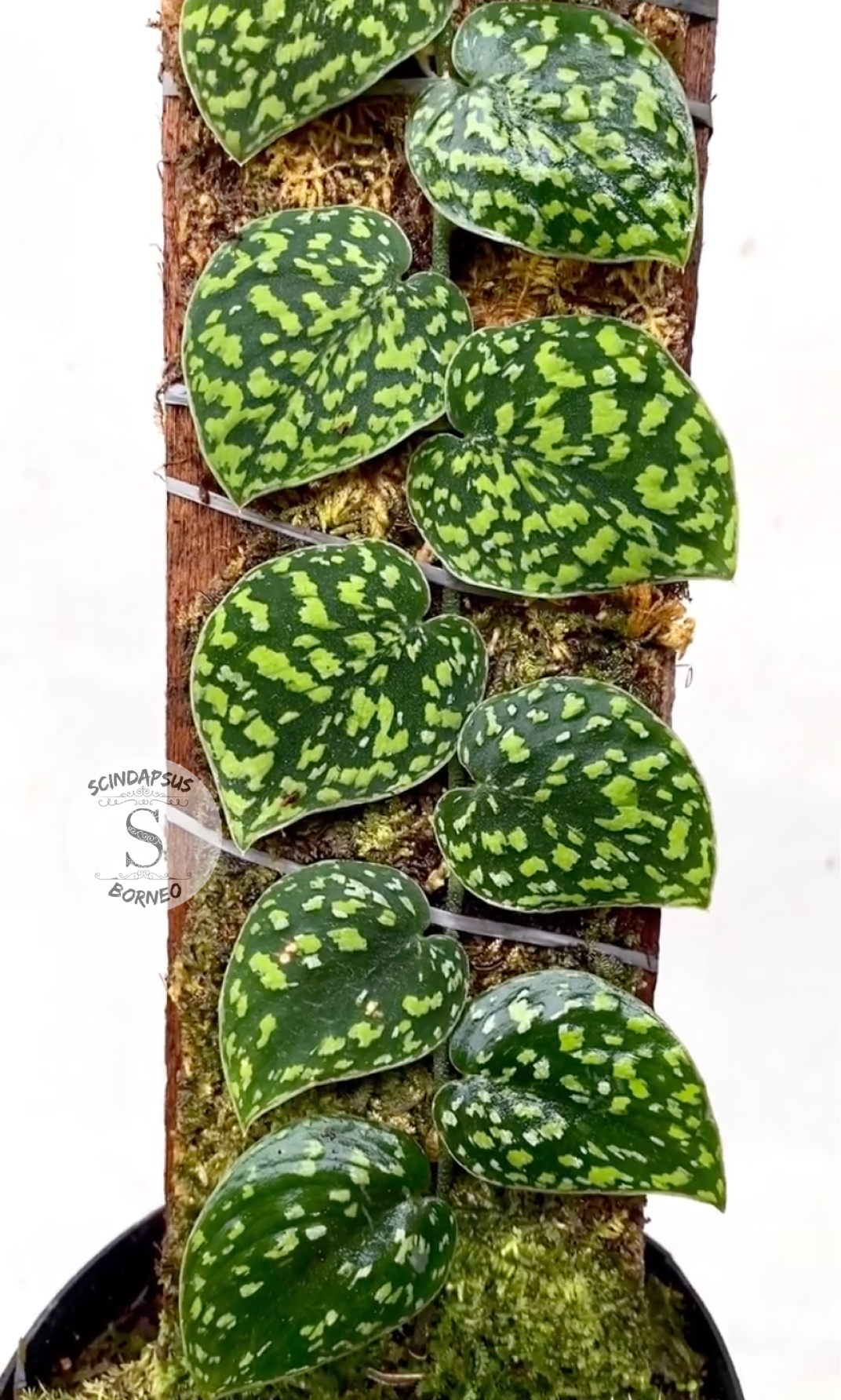 Scindapsus Snake Scale Stabillo - Scindapsus Borneo