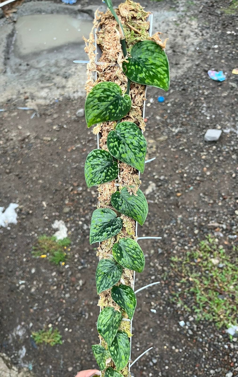 Scindapsus Snow Flake Mutation - Best Selected