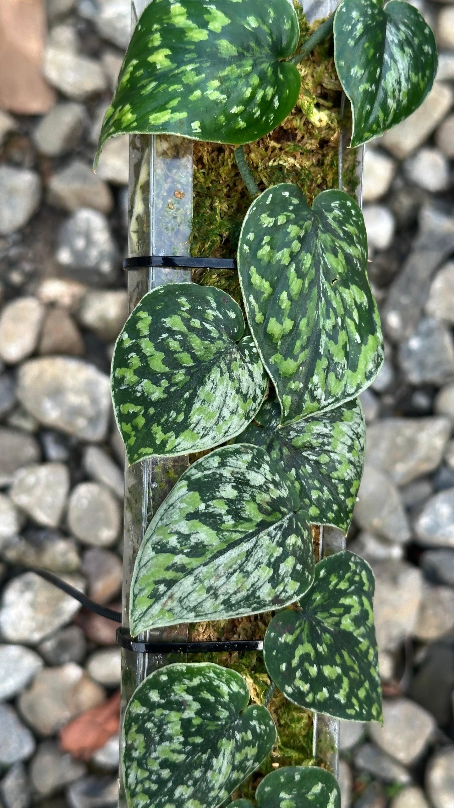 Scindapsus Snow Flake Mutation - Best Selected