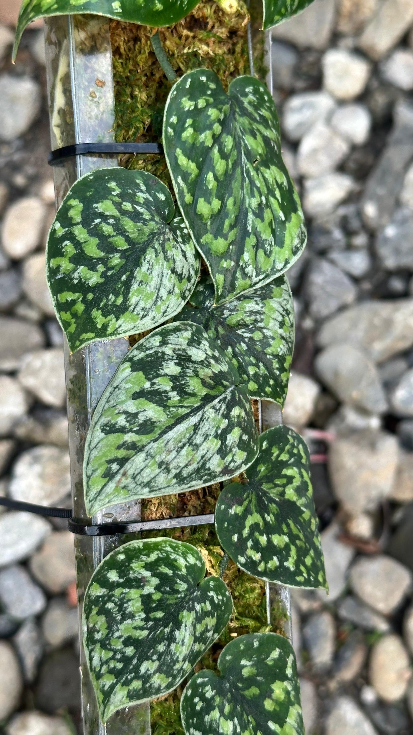 Scindapsus Snow Flake Mutation - Best Selected