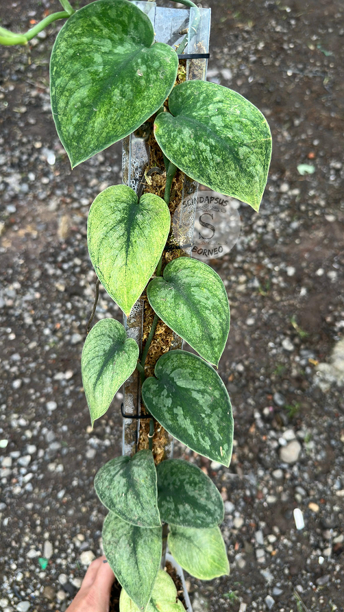 Scindapsus Solaris - Best Selected