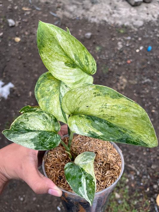Scindapsus Spearmint Tricolor - Best Selected