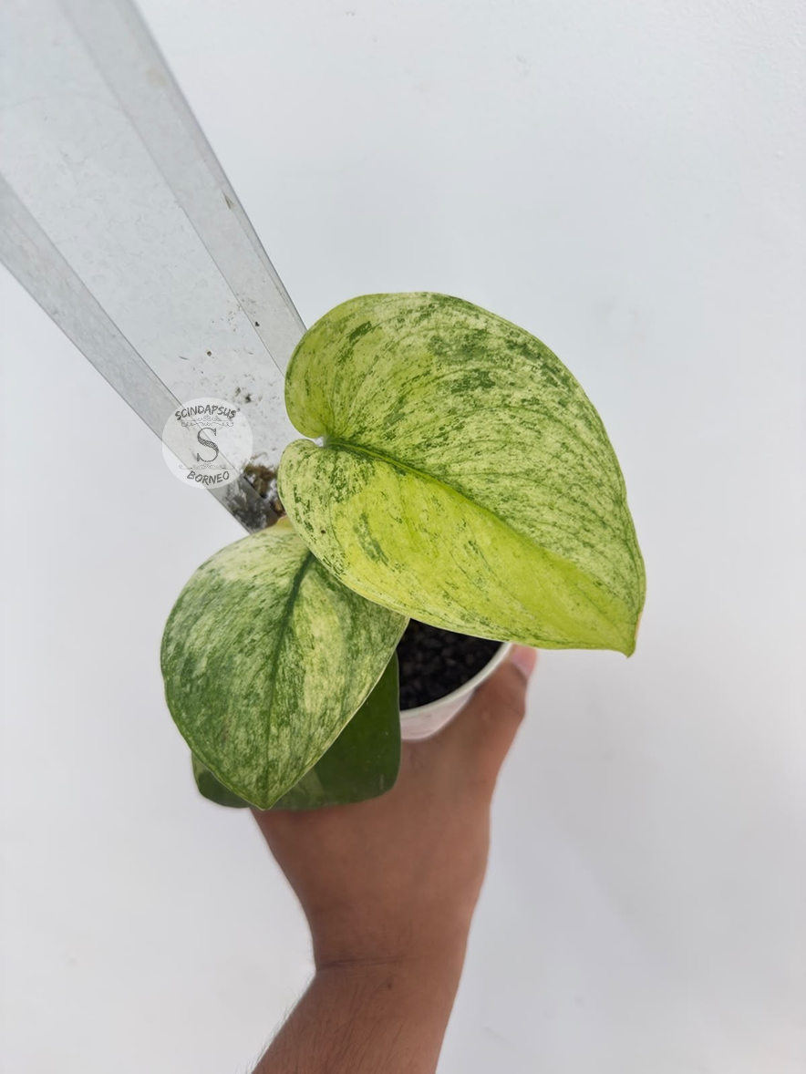 Scindapsus super mint tricolor - Best Selected