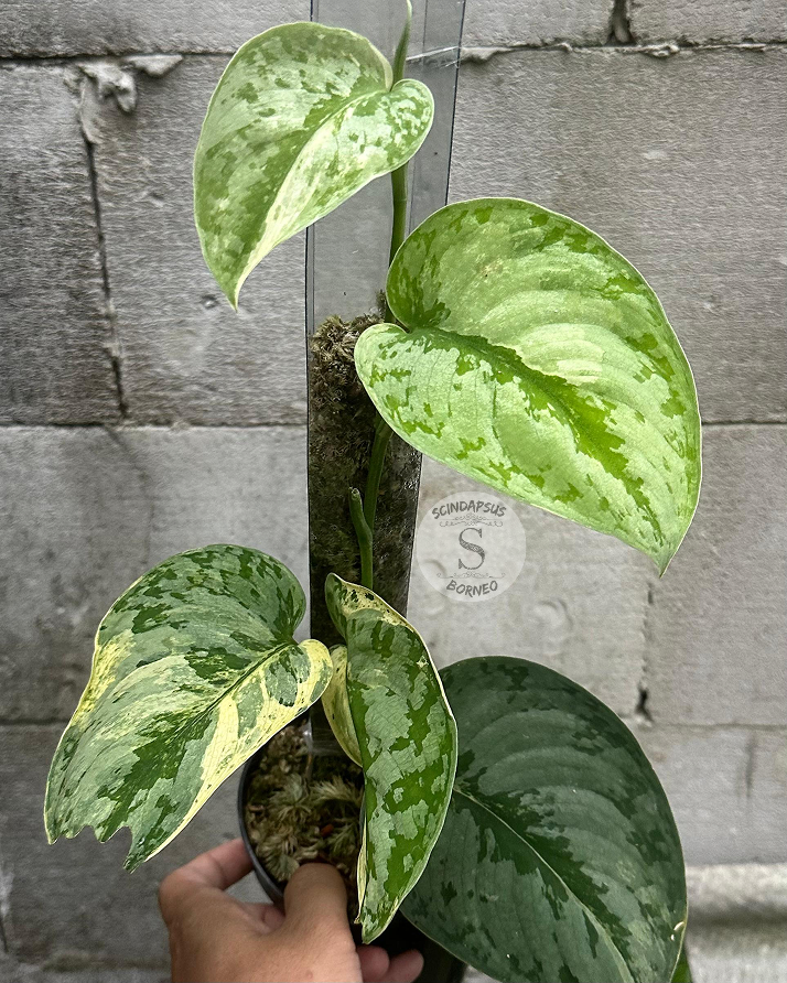 Scindapsus Tilung - Scindapsus Borneo