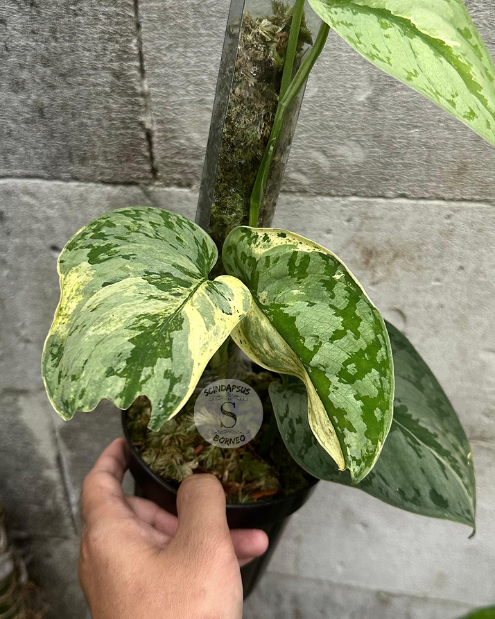Scindapsus Tilung - Scindapsus Borneo