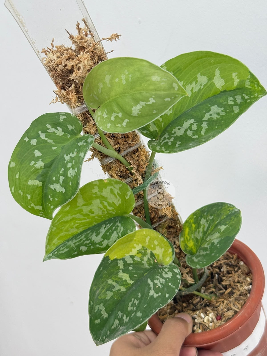 Scindapsus tiora - Best Selected