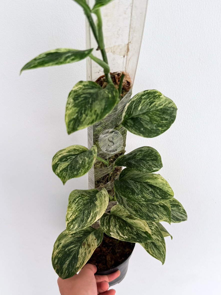 Scindapsus treubi marble - Best Selected