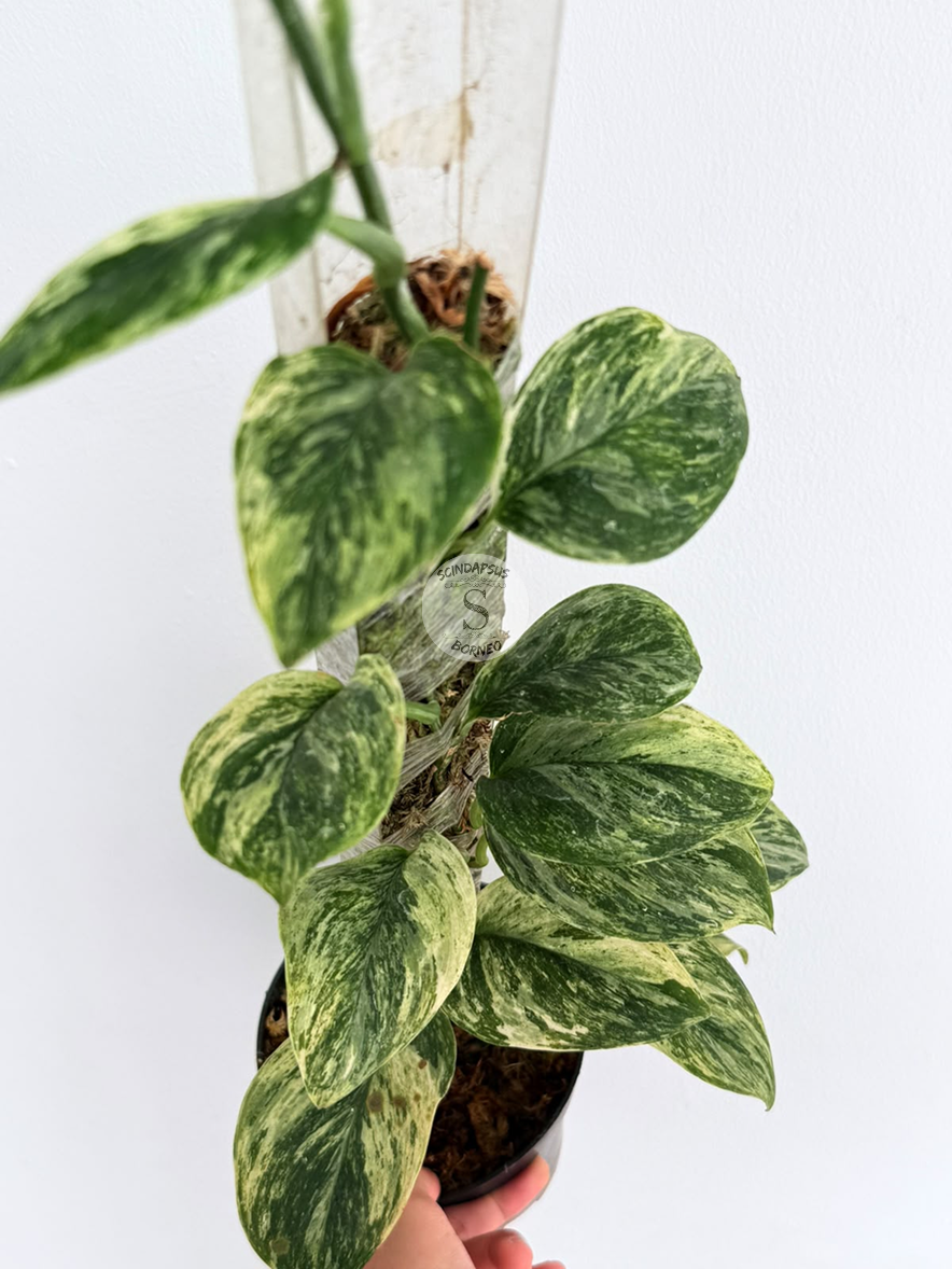 Scindapsus treubi marble - Best Selected