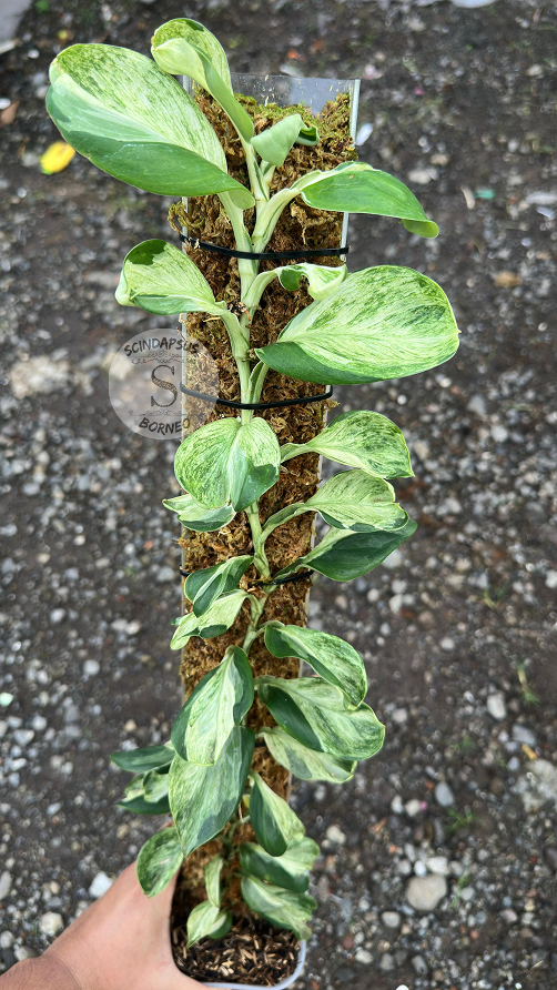 Scindapsus Treubi Monlight Njoy - Best Selected