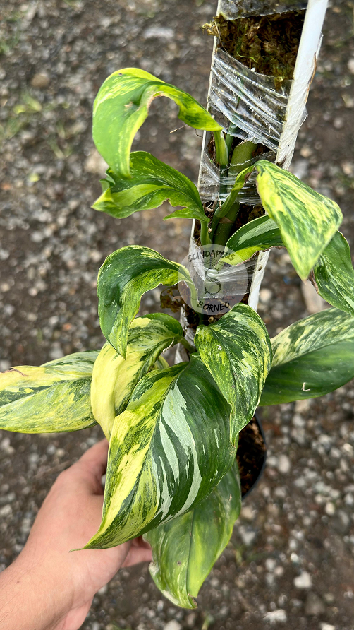 Scindapsus Treubi Multicolor Choice 2 - Best Selected