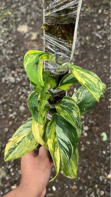 Scindapsus Treubi Multicolor Choice 2 - Best Selected