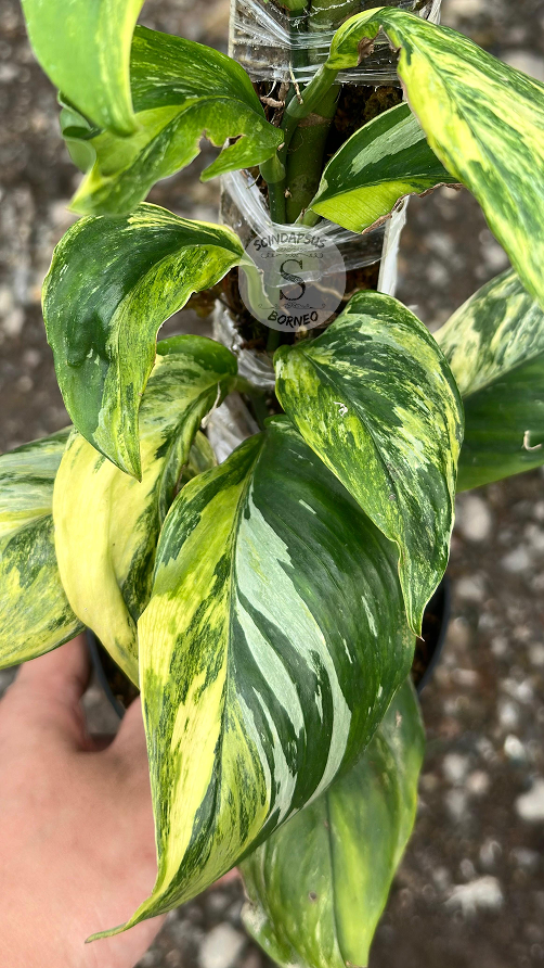 Scindapsus Treubi Multicolor Choice 2 - Best Selected