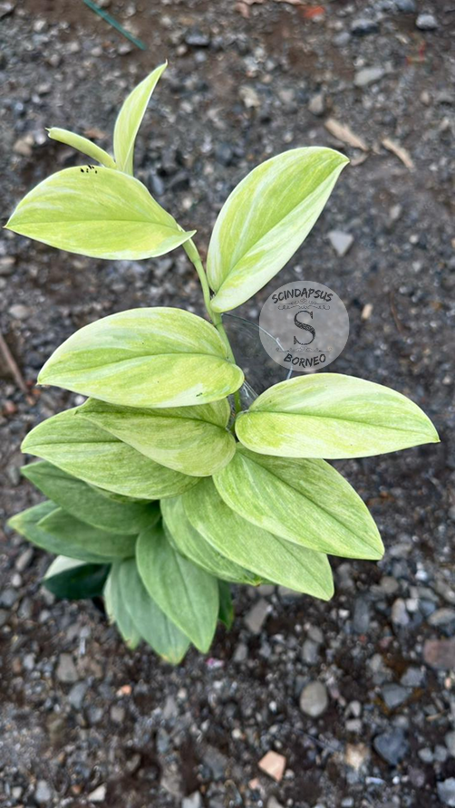 Scindapsus Treubi Multicolor Mint - Best Selected