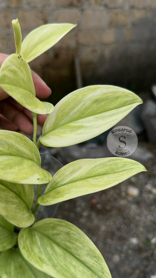 Scindapsus Treubi Multicolor Mint - Best Selected