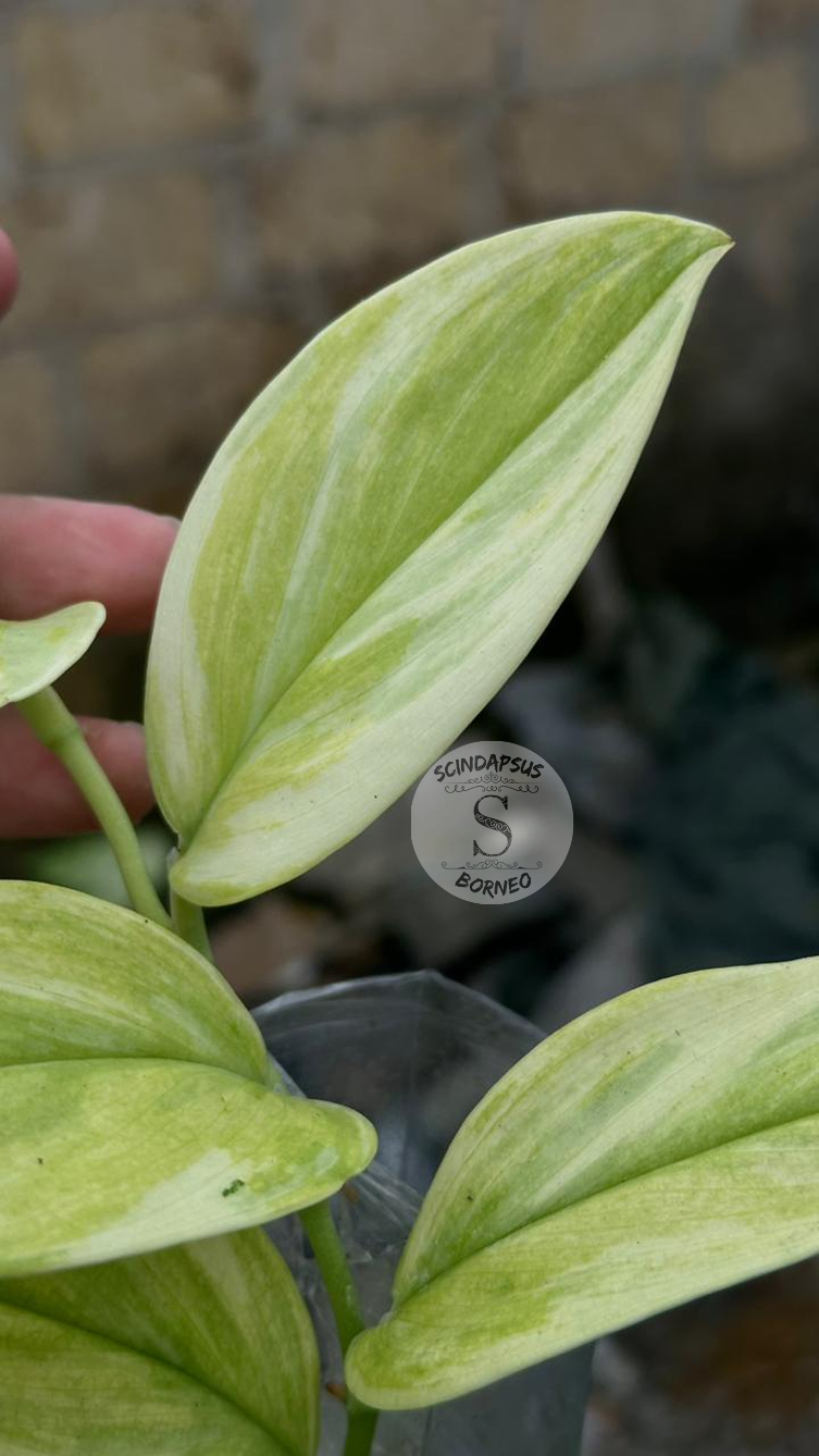 Scindapsus Treubi Multicolor Mint - Best Selected