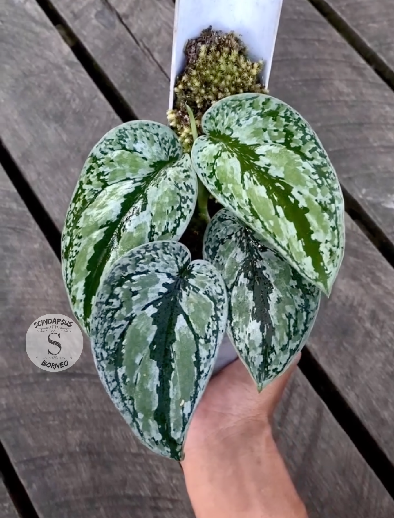 Scindapsus Tricollor Silver Platinum - Scindapsus Borneo