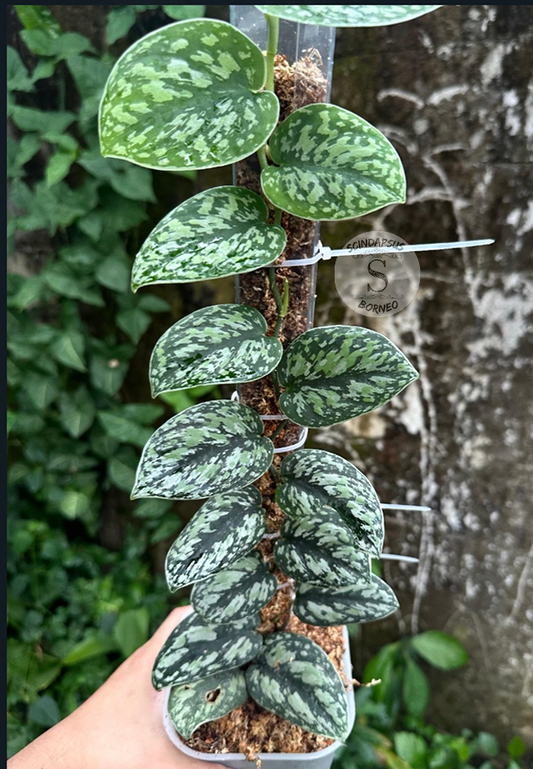 Scindapsus Tricolor Black Army - Best Selected
