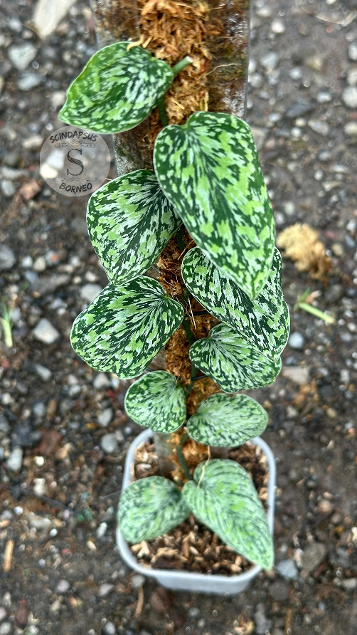 Scindapsus Tricolor Cakrawala - Best Selected