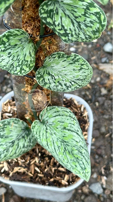Scindapsus Tricolor Cakrawala - Best Selected