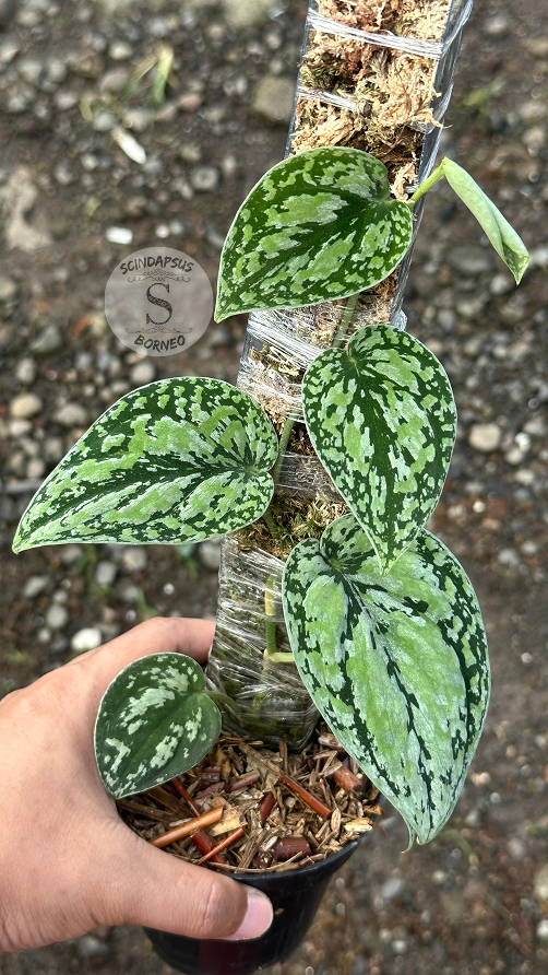 Scindapsus Tricolor Dark Form Choice 3 - Best Selected