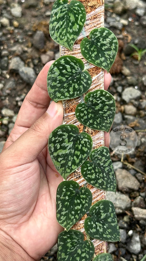 Scindapsus Tricolor Dark Form Choice 1 - Best Selected