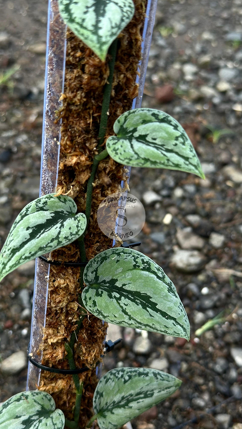 Scindapsus Tricolor Silver Dark Form - Best Selected