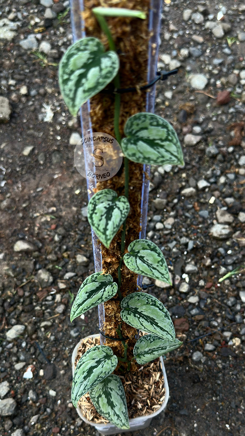 Scindapsus Tricolor Silver Dark Form - Best Selected