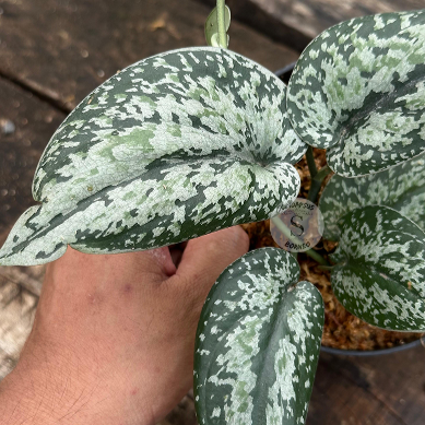 Scindapsus Tricolor Silver Platinum Mutation - Best Selected