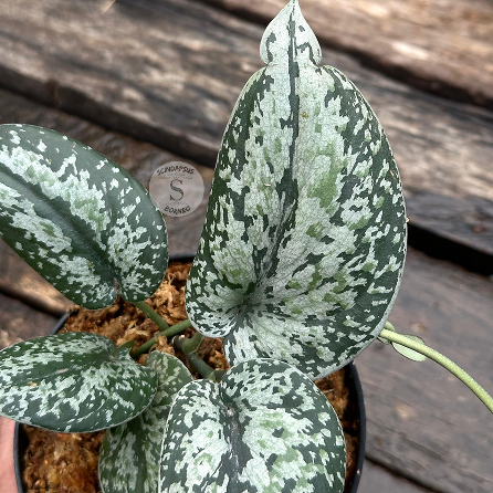 Scindapsus Tricolor Silver Platinum Mutation - Best Selected - Scindapsus Borneo